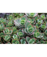 Rozchodnik 'LimeZinger' SunSparkler® – Limonkowy Dywan | Lavender-Byliny