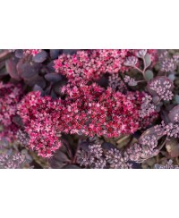 Rozchodnik '‘Red Sparkle' Sedum hybrida