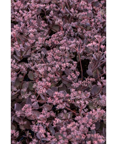 Rozchodnik '‘Red Sparkle' Sedum hybrida