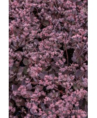 Rozchodnik '‘Red Sparkle' Sedum hybrida