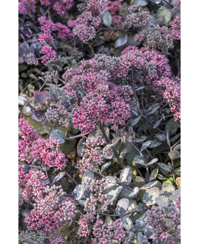 Rozchodnik '‘Red Sparkle' Sedum hybrida