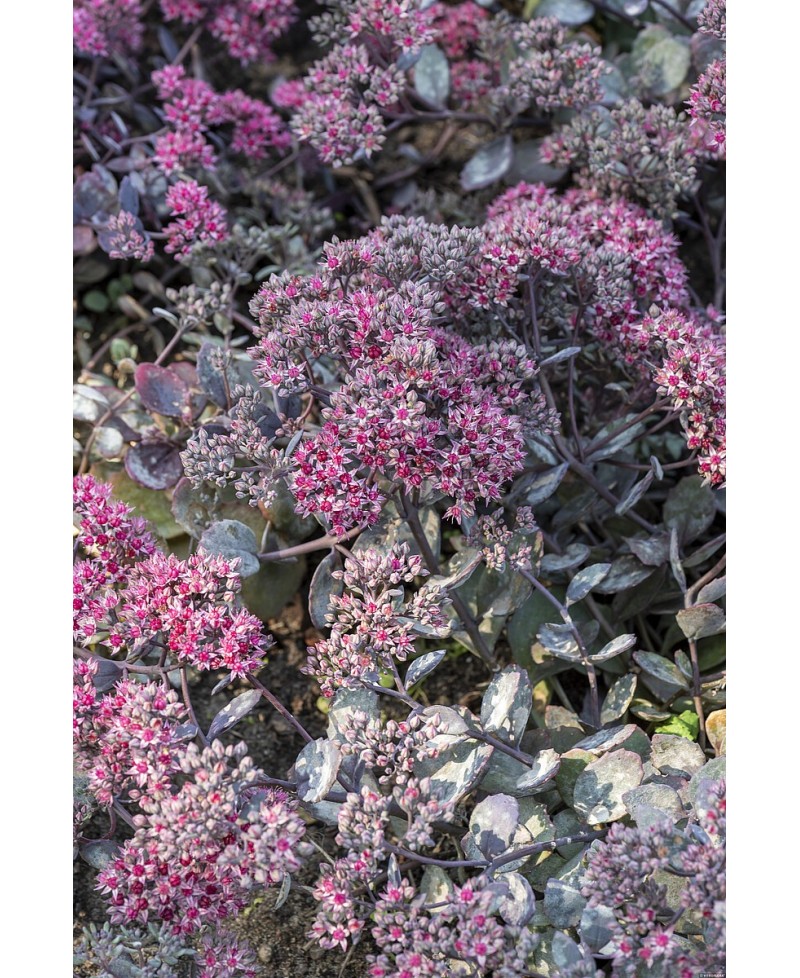 Rozchodnik '‘Red Sparkle' Sedum hybrida
