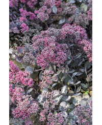 Rozchodnik '‘Red Sparkle' Sedum hybrida
