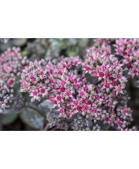 Rozchodnik '‘Red Sparkle' Sedum hybrida
