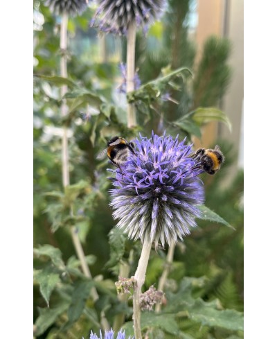 Przegorzan 'Ritro' (Echinops ritro)