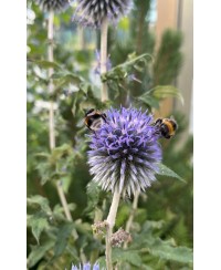 Przegorzan 'Ritro' (Echinops ritro)
