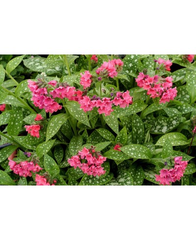 Miodunka ‘Shrimps on the Barbie’ (Pulmonaria)