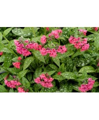 Miodunka ‘Shrimps on the Barbie’ (Pulmonaria)
