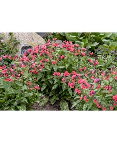 Miodunka ‘Shrimps on the Barbie’ (Pulmonaria)