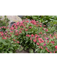 Miodunka ‘Shrimps on the Barbie’ (Pulmonaria)