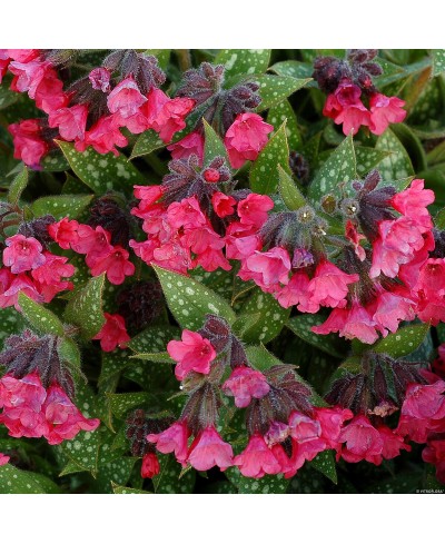 Miodunka ‘Shrimps on the Barbie’ (Pulmonaria)
