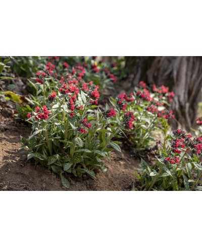 Miodunka ‘Shrimps on the Barbie’ (Pulmonaria)