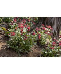 Miodunka ‘Shrimps on the Barbie’ (Pulmonaria)