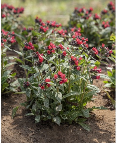 Miodunka ‘Shrimps on the Barbie’ (Pulmonaria)