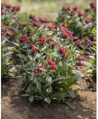 Miodunka ‘Shrimps on the Barbie’ (Pulmonaria)