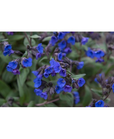 Miodunka 'Blue Ensign'  (Pulmonaria)