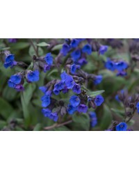 Miodunka 'Blue Ensign'  (Pulmonaria)