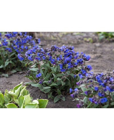 Miodunka 'Blue Ensign'  (Pulmonaria)