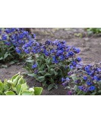 Miodunka 'Blue Ensign'  (Pulmonaria)