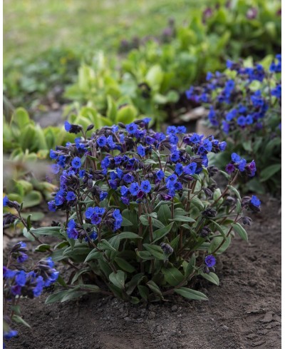 Miodunka 'Blue Ensign'  (Pulmonaria)