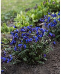 Miodunka 'Blue Ensign'  (Pulmonaria)