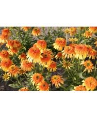 Jeżówka 'Rhymes with Orange' (Echinacea)