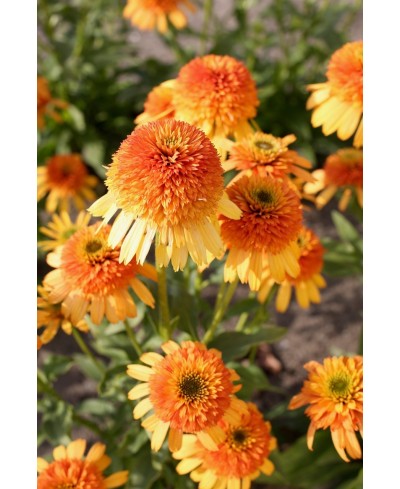 Jeżówka 'Rhymes with Orange' (Echinacea)