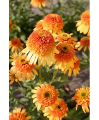 Jeżówka 'Rhymes with Orange' (Echinacea)