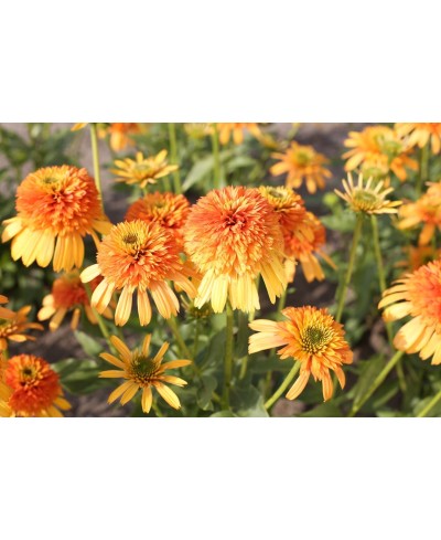 Jeżówka 'Rhymes with Orange' (Echinacea)