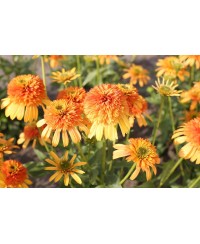 Jeżówka 'Rhymes with Orange' (Echinacea)