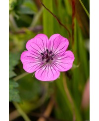 Bodziszek 'Pink Penny' (Geranium)