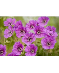 Bodziszek 'Pink Penny' (Geranium)