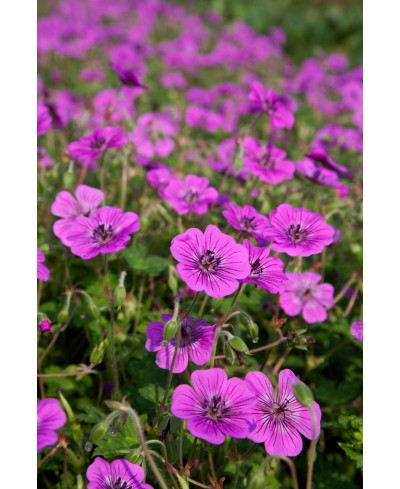 Bodziszek 'Pink Penny' (Geranium)