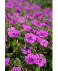 Bodziszek 'Pink Penny' (Geranium)