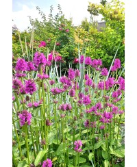 Czyściec gęstokwiatowy 'Hummelo' (Stachys monieri)