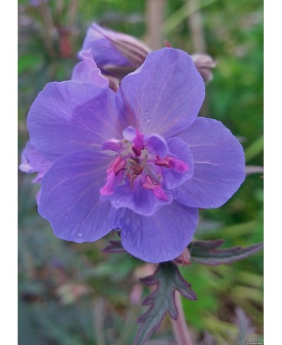 Bodziszek 'Storm Cloud' (Geranium)