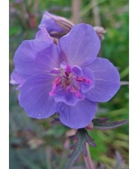 Bodziszek 'Storm Cloud' (Geranium)