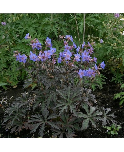 Bodziszek 'Storm Cloud' – Burzowy Fiolet i Ciemne Pędy | Lavender-Byliny