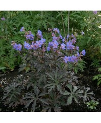 Bodziszek 'Storm Cloud' – Burzowy Fiolet i Ciemne Pędy | Lavender-Byliny