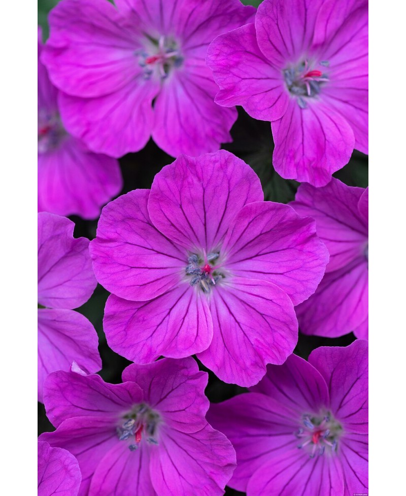 Bodziszek 'Frivolous Purple' – Frywolny Fiolet | Lavender-Byliny