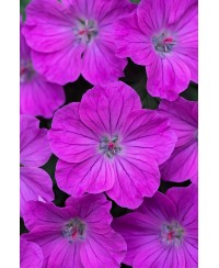 Bodziszek 'Frivolous Purple' – Frywolny Fiolet | Lavender-Byliny