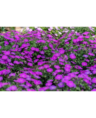 Bodziszek 'Frivolous Purple' – Frywolny Fiolet | Lavender-Byliny