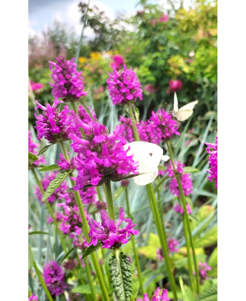 Czyściec gęstokwiatowy 'Hummelo' (Stachys monieri)