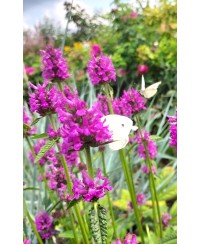Czyściec gęstokwiatowy 'Hummelo' (Stachys monieri)