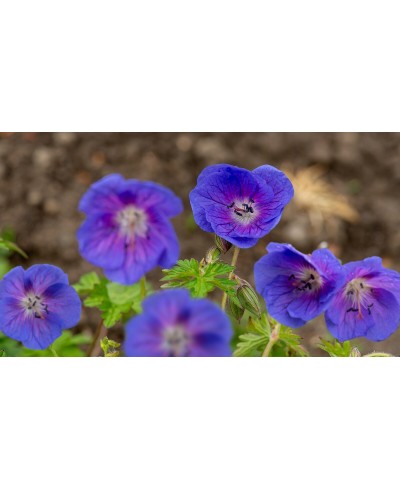 Bodziszek himalajski (Geranium himalayense)