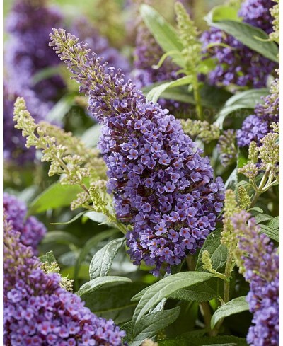 Budleja Butterfly Candy ‘Little Lila’ (Buddleja davidii)