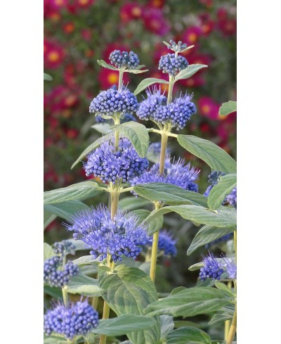 Barbula ‘Dark Knight’ (Caryopteris)