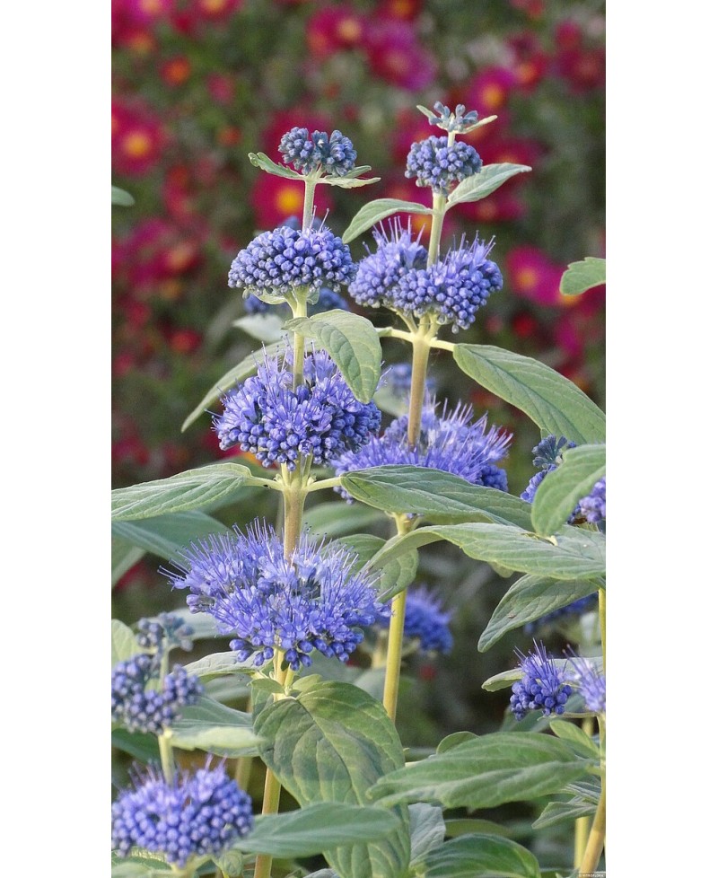 Barbula ‘Dark Knight’ (Caryopteris)