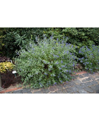 Barbula ‘Dark Knight’ (Caryopteris)