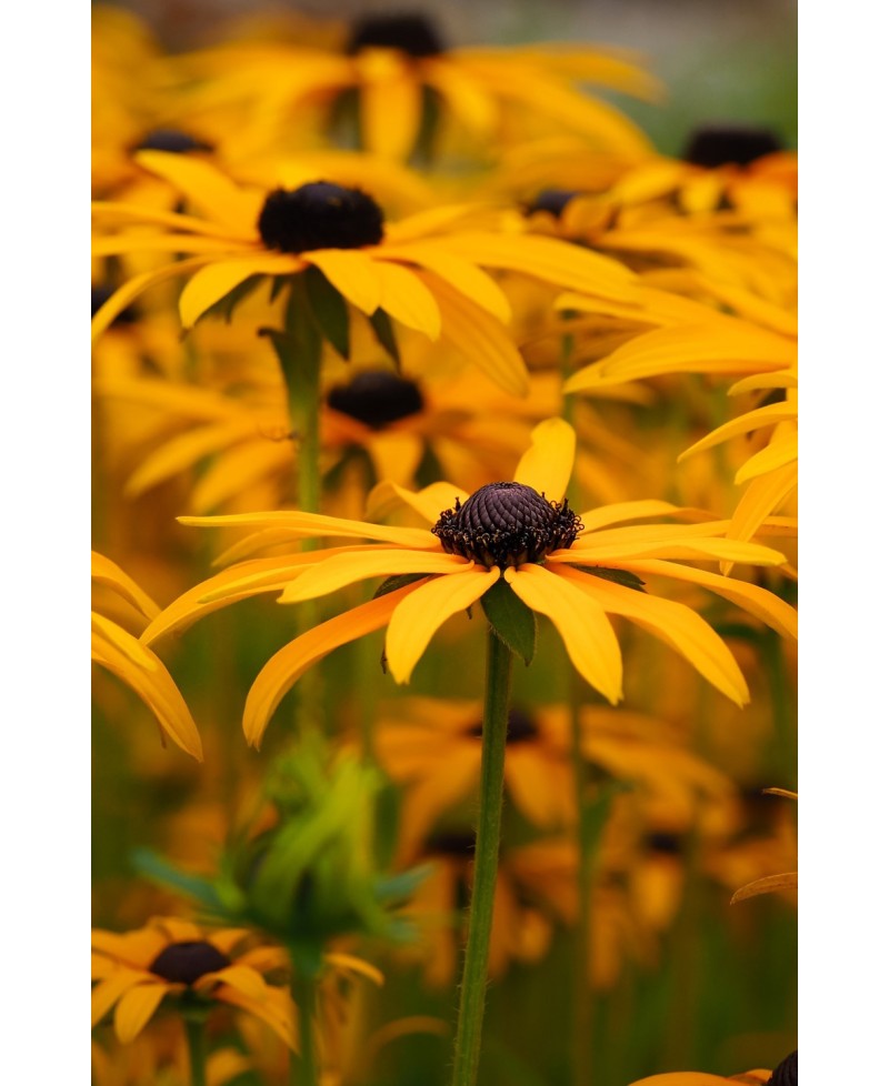 Rudbekia błyskotliwa ‘Goldsturm’ Rudbeckia fulgida Rudbekia błyskotliwa ‘Goldsturm’ Rudbeckia fulgida